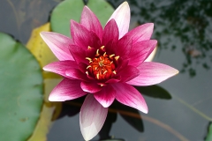 flower-3093072_1280